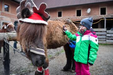 Herzkindertreffen - OÖ | Winterzauber auf der Pferdefarm